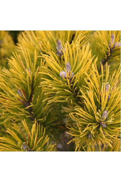  Сосна горная Винтер Голд на штамбе хвоя цвет